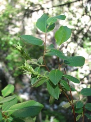 Salix arbuscula