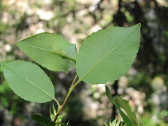 Salix arbuscula