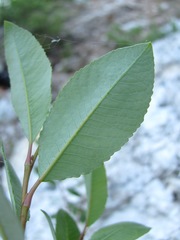 Salix arbuscula