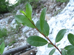 Salix arbuscula