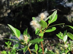 Salix arbuscula