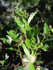 Salix arbuscula