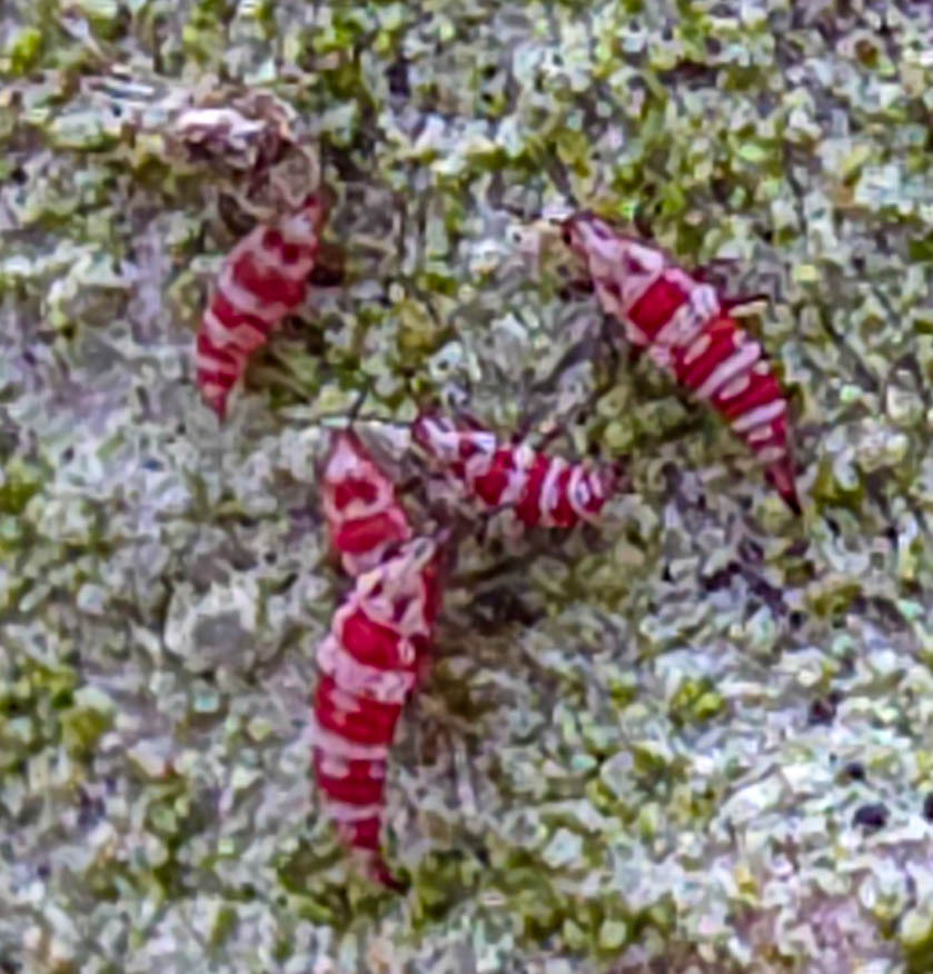 Haplothrips subtilissimus