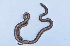 Phimophis vittatus