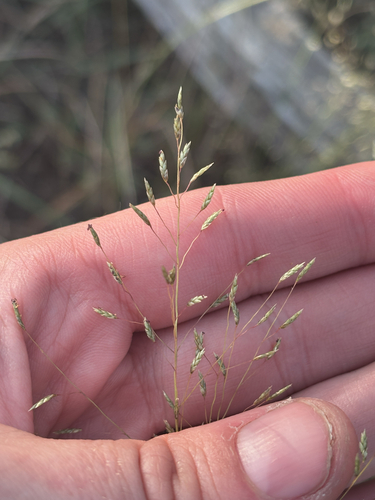 plains lovegrass (Eragrostis intermedia)