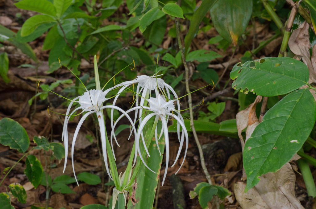 Hymenocallis littoralis, Limón Province, Cahuita, Costa Rica
