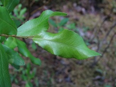 Salix arbuscula