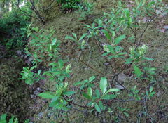 Salix arbuscula