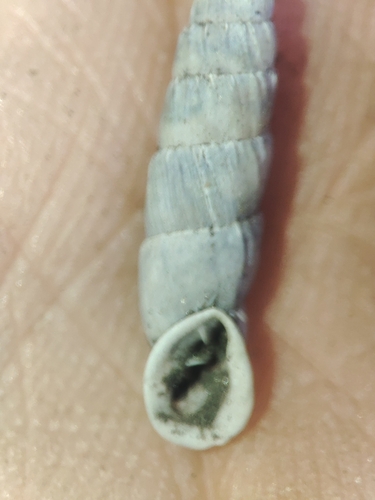 Alopia bielzii observed 2025-09-18