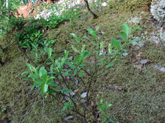 Salix arbuscula