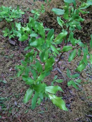 Salix arbuscula