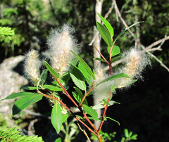 Salix arbuscula