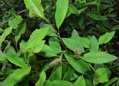 Salix arbuscula