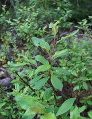 Salix arbuscula