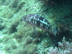 Serranus atricauda