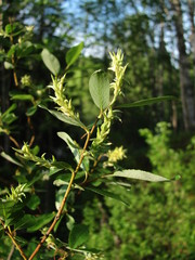 Salix arbuscula