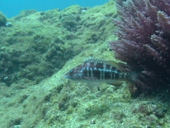Serranus atricauda
