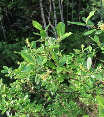 Salix arbuscula