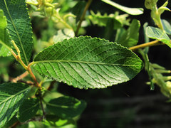 Salix arbuscula