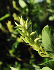 Salix arbuscula