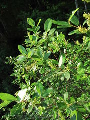 Salix arbuscula