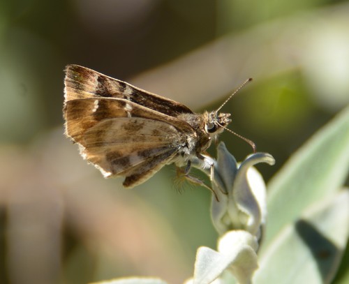 Texas Powdered Skipper