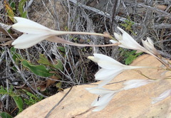 Tritonia flabellifolia