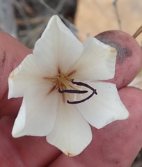 Tritonia flabellifolia