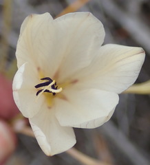 Tritonia flabellifolia