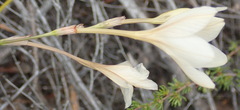 Tritonia flabellifolia