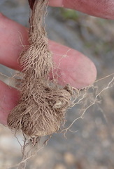 Tritonia flabellifolia
