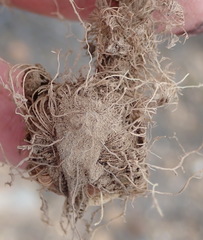 Tritonia flabellifolia