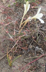 Tritonia pallida