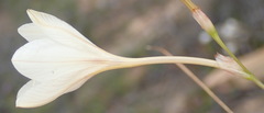 Tritonia flabellifolia