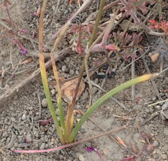 Tritonia pallida