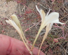 Tritonia pallida