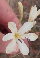 Tritonia pallida