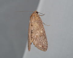 Odontodes seranensis