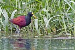 Jacana spinosa
