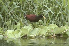 Jacana spinosa
