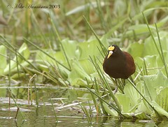 Jacana spinosa