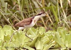 Jacana spinosa