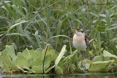 Jacana spinosa