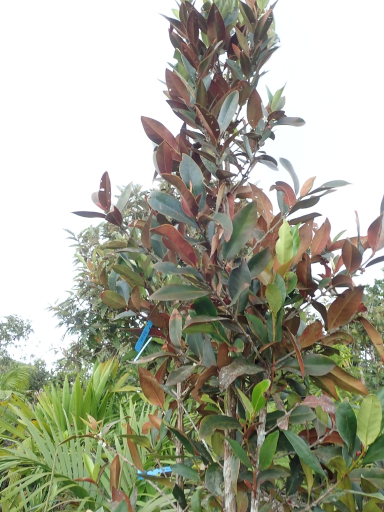 Paragenipa