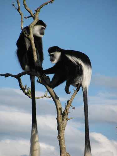 Mantled Guereza, M73J+V25, Fort Portal, Uganda, photo 6 of 10