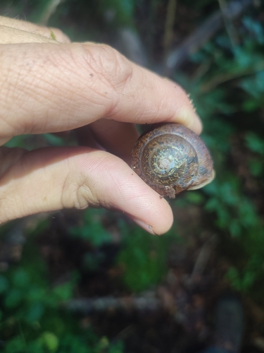 Drobacia banatica