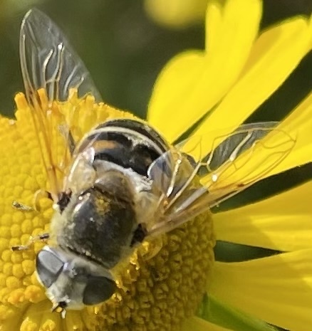 Unknown species found near Minnesota, US