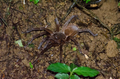 Sericopelma