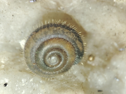 Mask Snail
