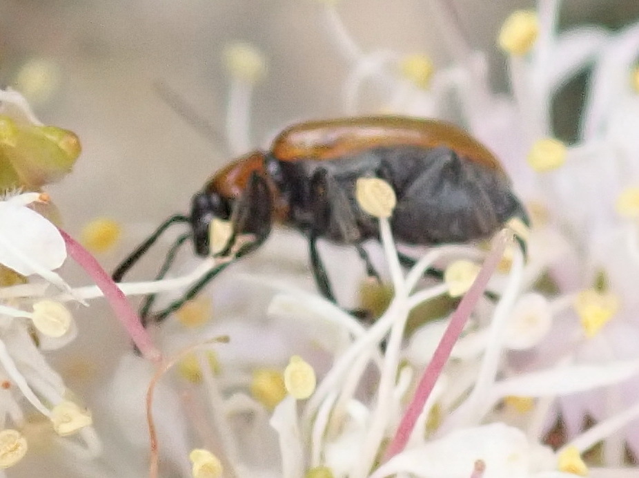 Exosoma from Kammanassie Nature Reserve West on November 30, 2019 at 03